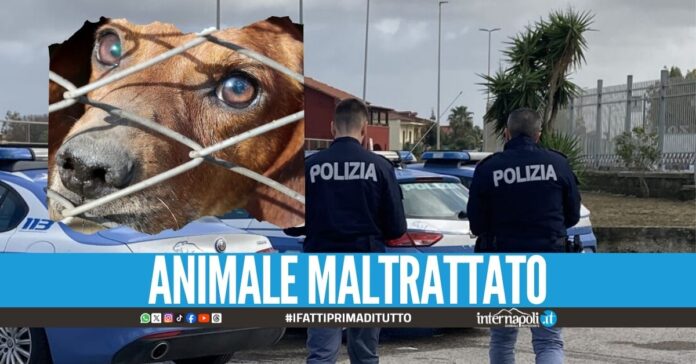 Cane legato e senza cibo, fermati 2 uomini al Villaggio Coppola