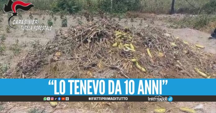 Seppellisce il cavallo tra le zucchine in un terreno nel Napoletano