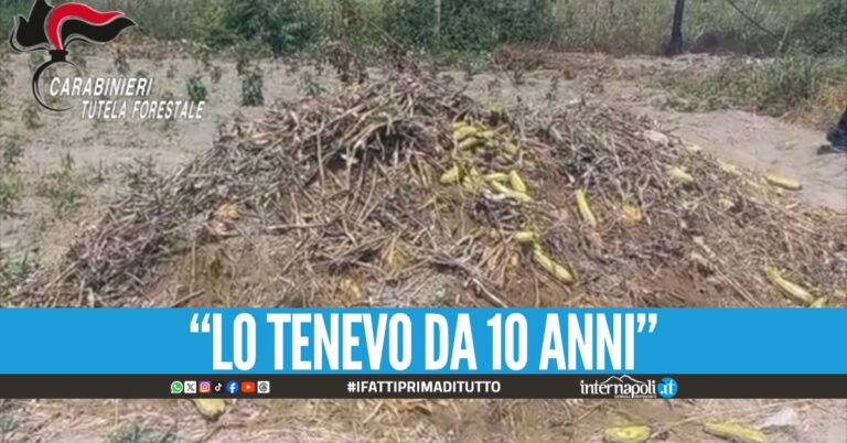 Seppellisce il cavallo tra le zucchine in un terreno nel Napoletano