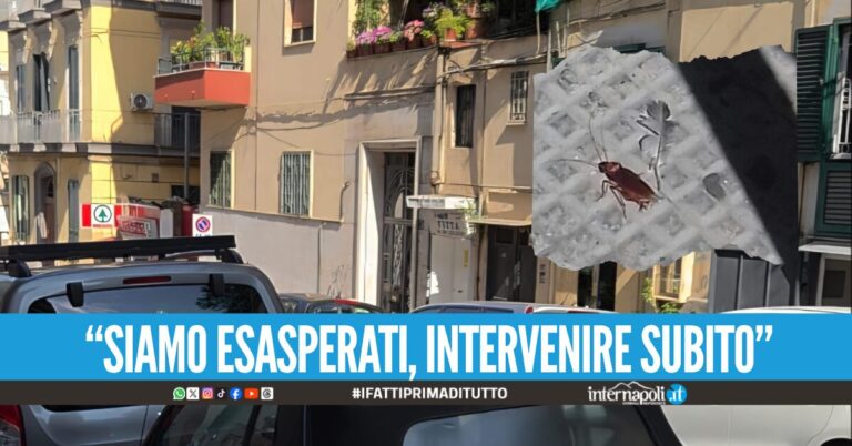 Emergenza blatte al Vomero, cittadini esasperati: “Siamo invasi”
