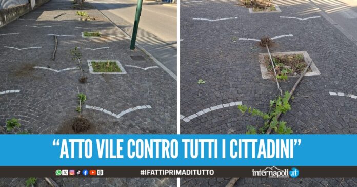 Raid contro il verde pubblico ad Arzano, sradicate 15 piantine nei pressi della Villa Comunale