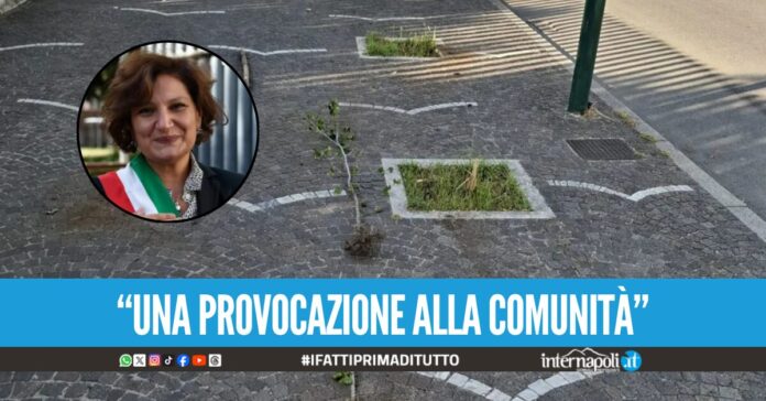 Nuovo raid contro le piante vicino la Villa Comunale di Arzano, erano state rimesse da appena 14 giorni 