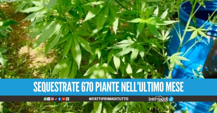 Nuovo blitz sui Monti Lattari, distrutte 120 piante di cannabis piantate nel bosco