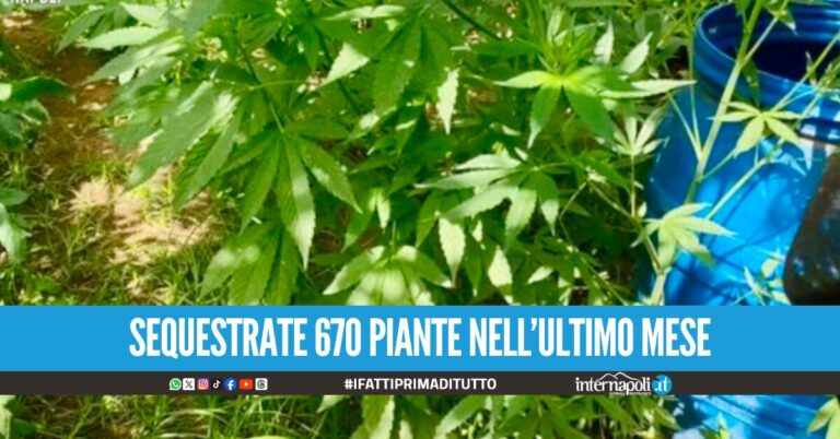 Nuovo blitz sui Monti Lattari, distrutte 120 piante di cannabis piantate nel bosco