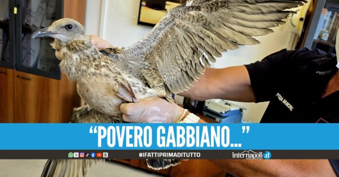 Panico ad Arzano, gabbiano uccide un piccione e attacca i passanti: catturato