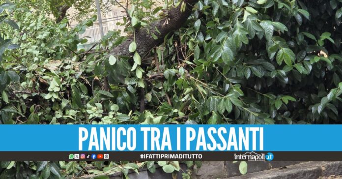 Paura al Vomero, albero crolla su un’auto in sosta