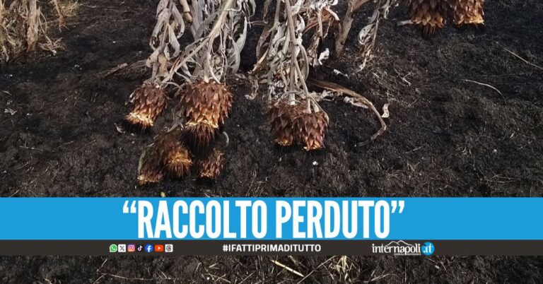 Incendio al terreno confiscato al boss Schiavone, è la terza volta