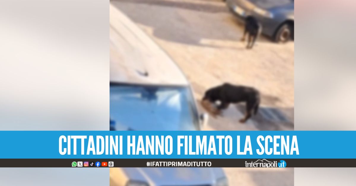 Orrore a Pozzuoli, rottweiler sbranano gratti in strada: video in rete