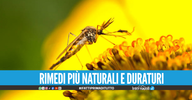 Dall’assenzio alla pianta di pomodori, quali sono i migliori rimedi naturali anti zanzare