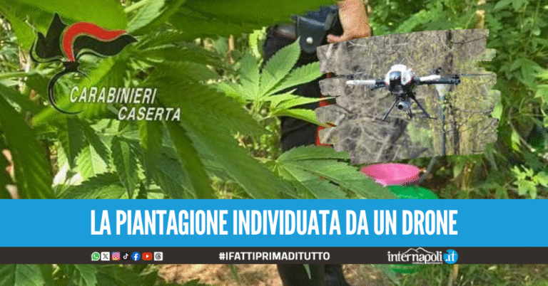 Scoperta serra di marijuana con pistola pronta a sparare, arrestati padre e figlio nel Casertano