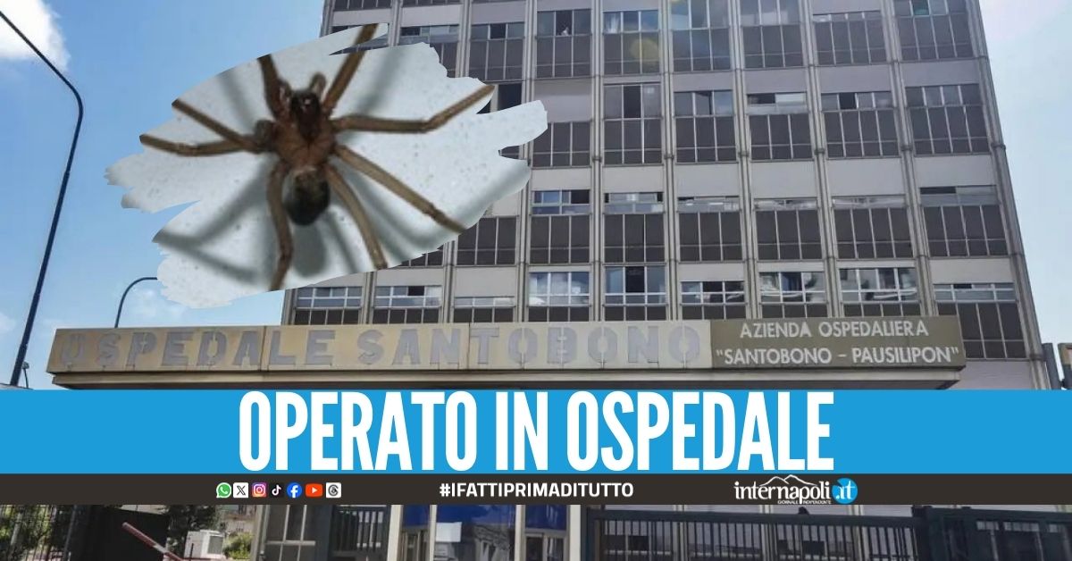 Un bambino di 4 anni è stato morso da un ragno violino ed è stato sottoposto ad intervento all'ospedale pediatrico Santobono per l'asportazione della necrosi che si era formata. L'episodio risale ai primi giorni di luglio, riportato dal sito Caivanopress.it  Nel frattempo il bimbo è stato giudicato anche fuori pericolo, dopo le cure del caso. Ad accompagnare il bimbo all'ospedale di Napoli erano stati gli stessi genitori non appena si sono accorti di quella strana formazione sulla sua gamba. All'ospedale pediatrico i sanitari hanno deciso per un intervento nel corso del quale sono stati asportati i tessuti più limitrofi. 