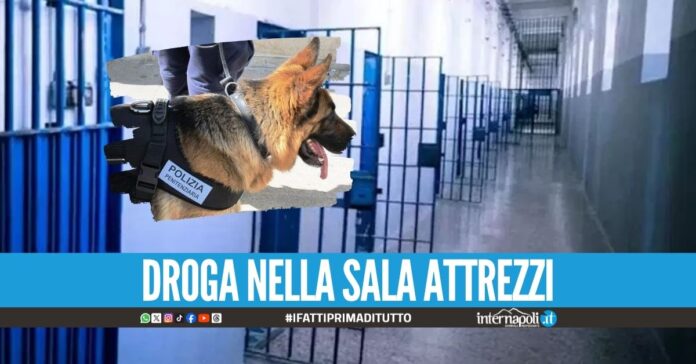Il cane Tyson scova cocaina e hashish nel carcere di Arienzo