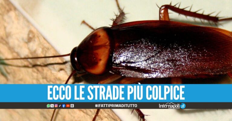 Le blatte invadono il Vomero, chiesto uno piano straordinario