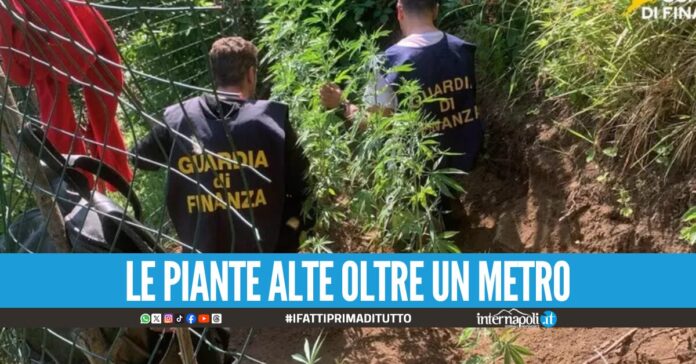 Maxi piantagione di cannabis sequestrata sui Monti Lattari, avrebbe fruttato 50mila euro