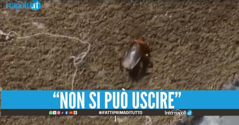 Emergenza blatte a Mugnano, cittadini esasperati: "Sono ovunque"
