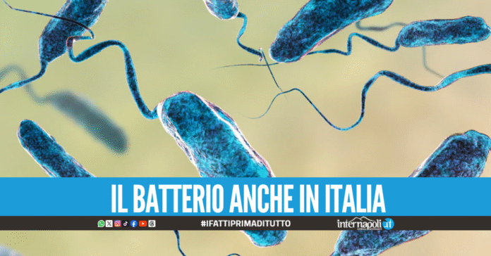 batterio mangiacarne
