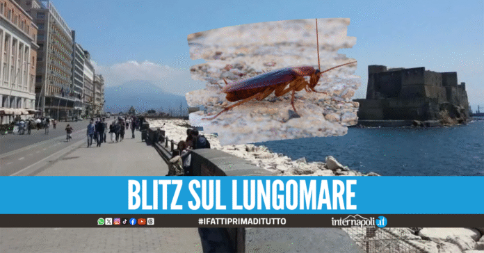 Blatte e insetti, chiusi 2 ristoranti di via Partenope: sequestrati 50 chili di alimenti