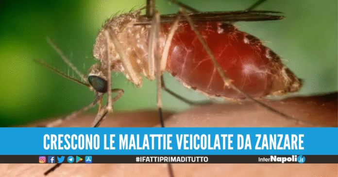 Virus West Nile, l'Italia è il Paese europeo più colpito: il motivo