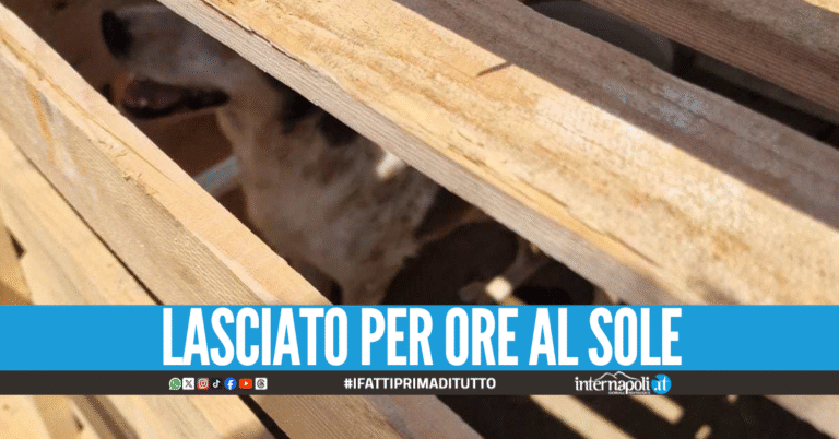 Cane prigioniero a Giugliano, era senza acqua nella cella di legno