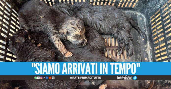 Salvati 5 cani dalla strada a Varcaturo, cuccioli consegnati ai carabinieri