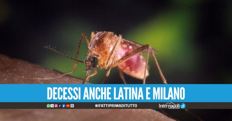 Virus West Nile, morto un anziano a Caserta: ottava vittima
