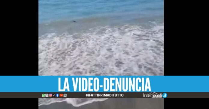 Topi morti arrivano sulla spiaggia a Salerno, bagnanti disgustati