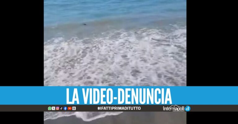 Topi morti arrivano sulla spiaggia a Salerno, bagnanti disgustati