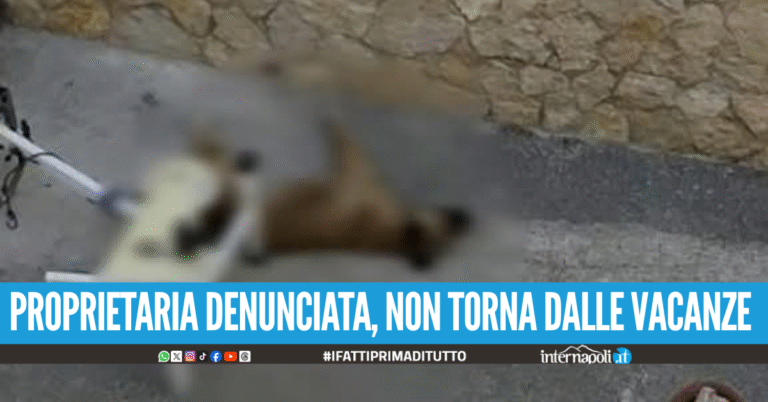 Orrore a Giugliano, va in vacanza e lascia morire i cani lasciati morir di stenti