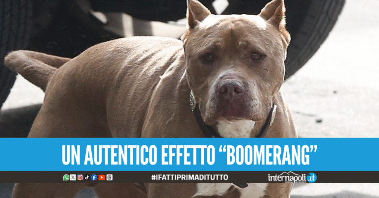 Scaglia i pitbull contro i carabinieri ma viene morso lui, arrestato 26enne a Casoria