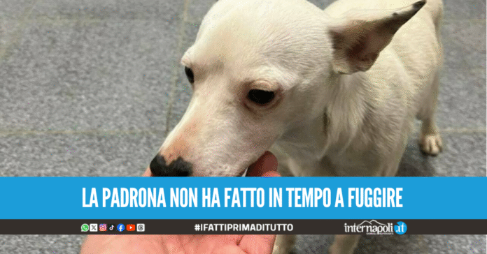 Cane malnutrito e abbandonato nel parcheggio a Sant'Anastasia, denunciata 73enne