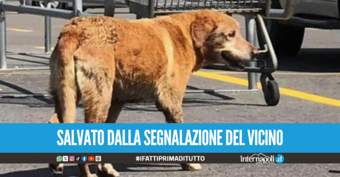 Cane da giorni sul balcone senza acqua né cibo, denunciato il padrone
