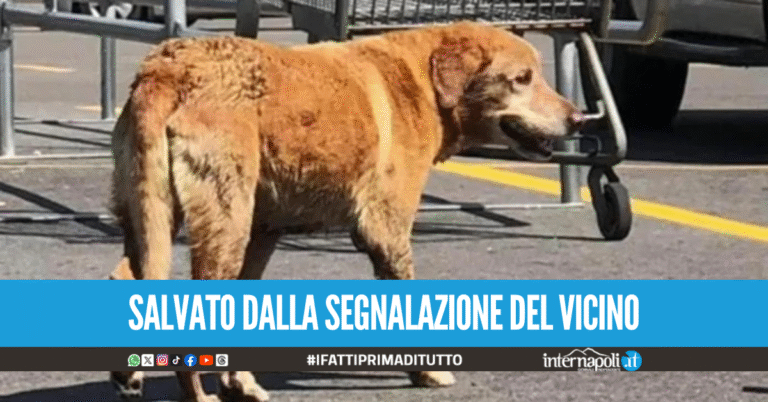 Cane da giorni sul balcone senza acqua né cibo, denunciato il padrone