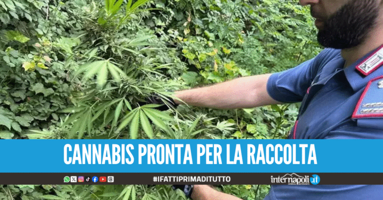 Elicotteri in volo sulla "Giamaica" dei monti Lattari, distrutte 98 piante di cannabis