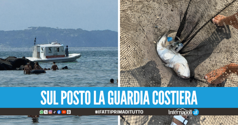 Moria di cefali a Capo Miseno, i pesci a pelo d'acqua tra i bagnanti