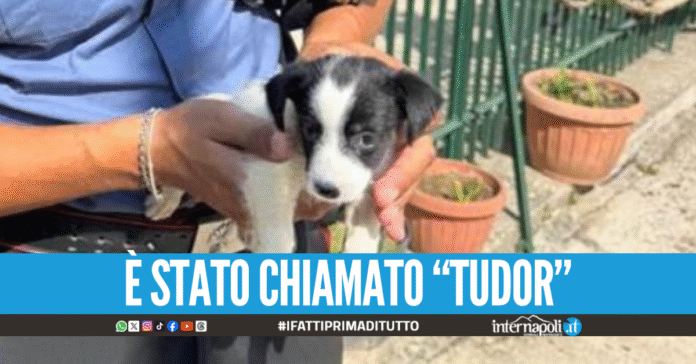 Cagnolino malnutrito e chiuso in uno stanzino a Parete, salvato dai carabinieri