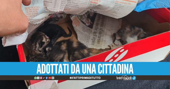 Giugliano, quattro gattini abbandonati in una scatola: salvati dagli agenti