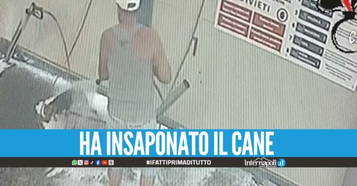 Lava il cane all'autolavaggio, il padrone incastrato dal video