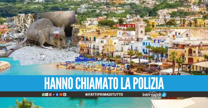 Topi nell'hotel a Ischia, i clienti scappano in strada: Ridateci i soldi