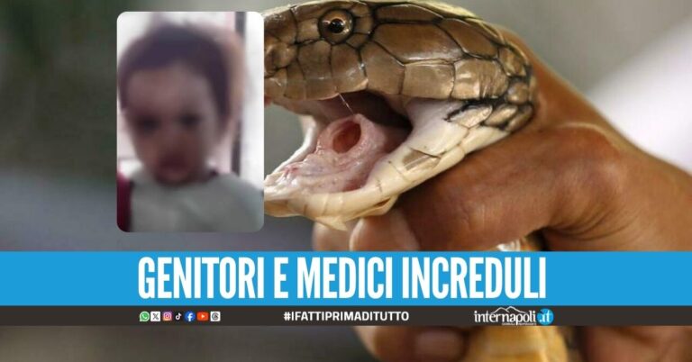 Uccide il cobra con un morso in testa, bimbo ricoverato nell'ospedale in India