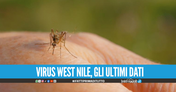 Virus West Nile, quinta vittima nel Lazio è la 12esima in Italia da inizio anno