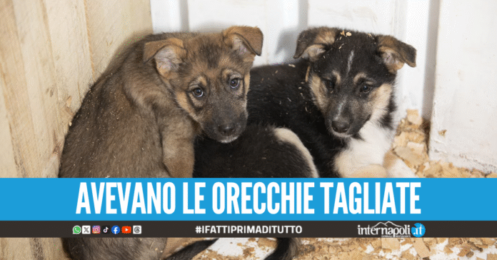 Secondigliano. Cani maltrattati e rinchiusi in un ricovero abusivo, denunciato il gestore