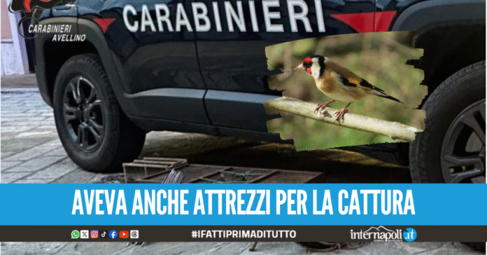 Beccato in auto con otto cardellini in gabbia, denunciato 60enne di Villaricca