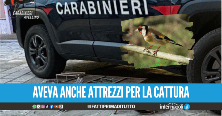 Beccato in auto con otto cardellini in gabbia, denunciato 60enne di Villaricca