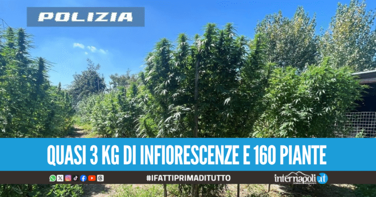 Maxi serra di marijuana nel terreno agricolo ad Acerra, arrestati i due "coltivatori"