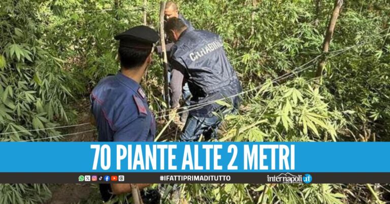 Piantagione di marijuana scovata ad Acerra, contadino finisce nei guai