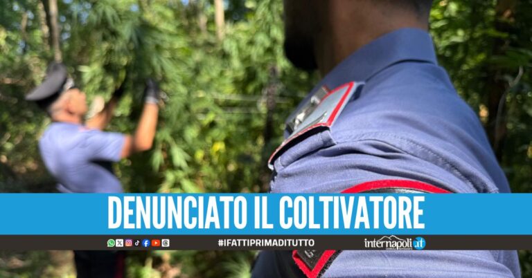 Sequestrate 180 piante di marijuana ad Acerra, erano alte 4 metri