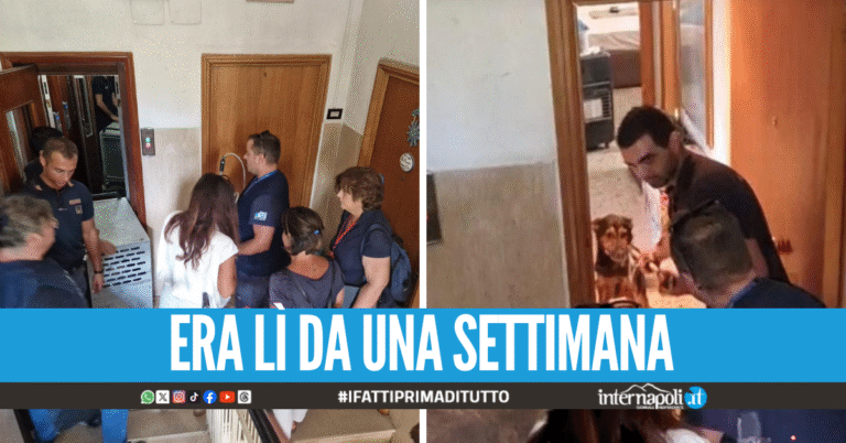 Cane lasciato in casa a Fuorigrotta senza né cibo né acqua, salvato in extremis dopo le segnalazioni