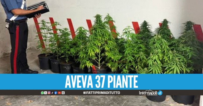 Crea un piccolo orto di marijuana in giardino, 54enne arrestato a Cesa