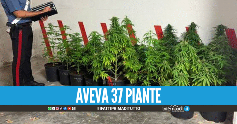 Crea un piccolo orto di marijuana in giardino, 54enne arrestato a Cesa