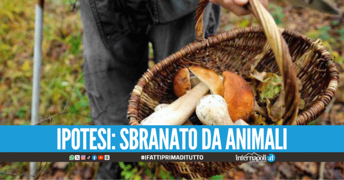 Ottaviano, esce per raccogliere funghi e muore tra i boschi: trovato con morsi di animali